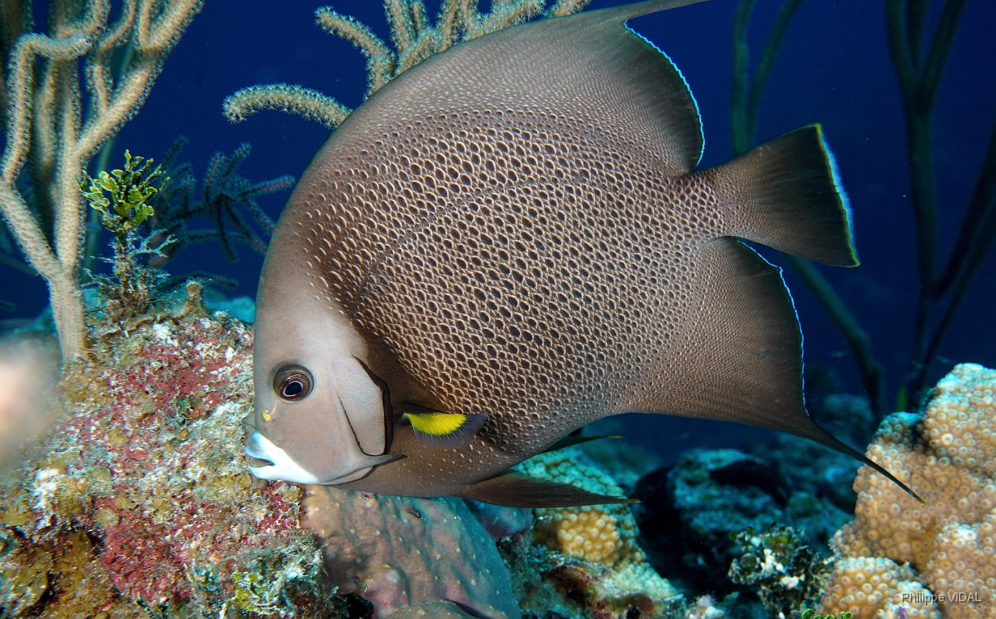 MediaEarth - Bahamas 2017 - DSC02318_rc - Gray Angelfish - Pomacanthus arcuatus.jpg